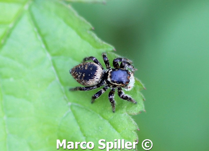 Carrhotus xanthogramma - Milano (MI)